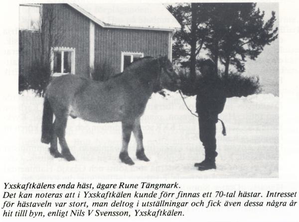 november 1982 yxis häst